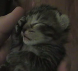 Cute 'N Sleepy